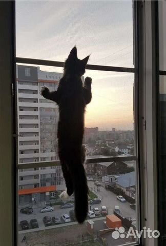 Москитная сетка антикошка