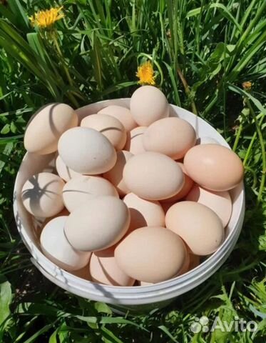 Яйца куриные и перепелиные домашние