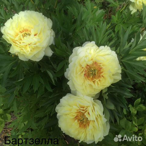 Пионы по сортам, семена почтой