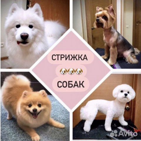 Стрижка собак и кошек / Косметика для собак