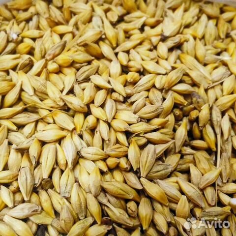 Ячмень в Тамбове