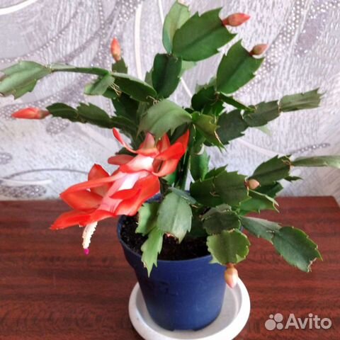 Цветы декабристы