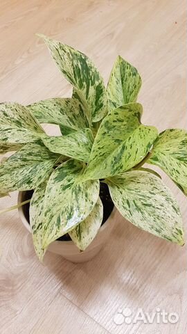 Сциндапсус эпипремнум редкие сорта