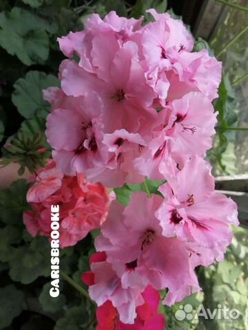 Пеларгония герань королевская Carisbrooke