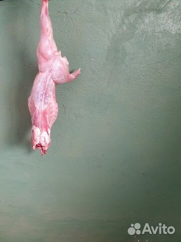 Мясо кролика