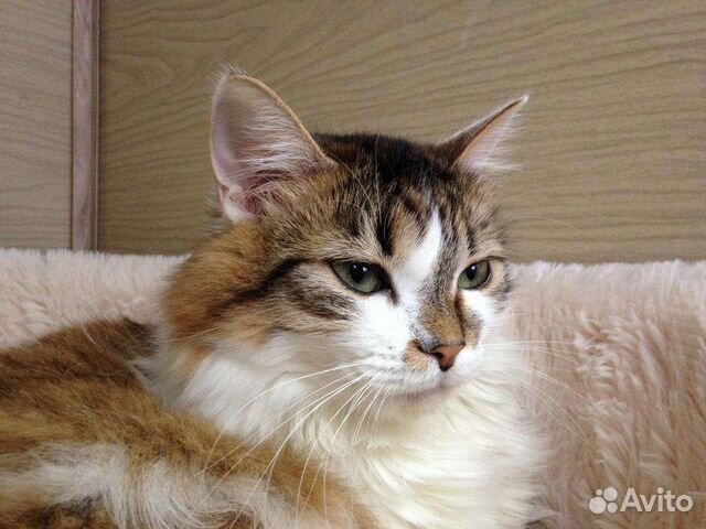 Гостиница для кошек, передержка, котоняня