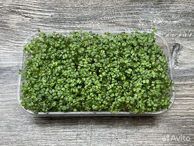 Микрозелень в ассортименте