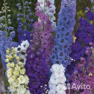 Дельфиниум многолетний