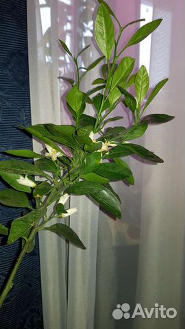 Цитрусы в горшке (лимон,апельсин,кумкват,мандарин)