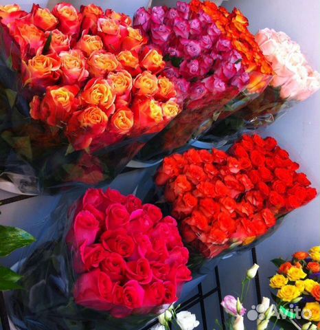 Тюльпан, 25 51 101 Тюльпан