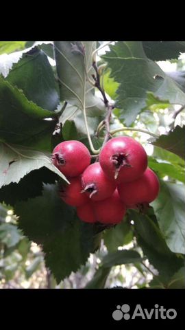 Саженцы боярышника