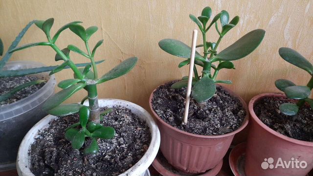 Толстянка Денежное дерево