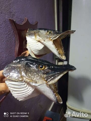 Чучело головы щуки
