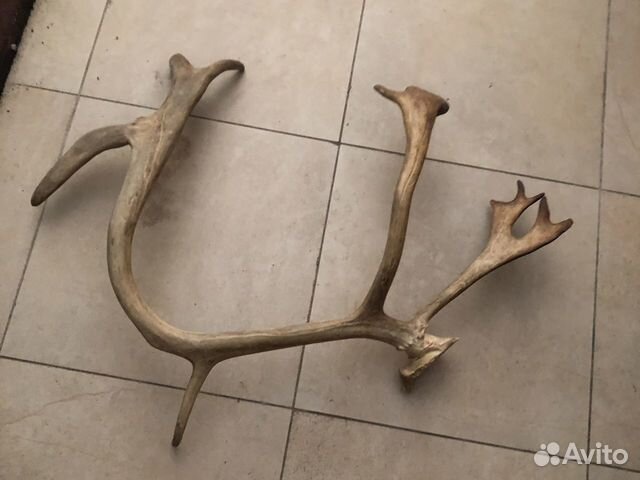 Рога оленя