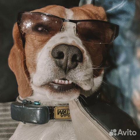 Бигль вязка