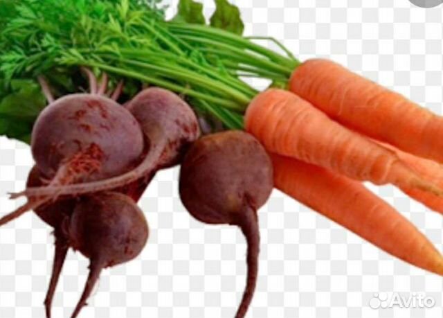 Лук репчатый морковь свекла. Морковь и свекла. Морковка свекла. Картофель морковь свекла. Корнеплоды на прозрачном фоне.