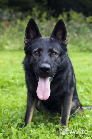 Кобель немецкой овчарки для вязки