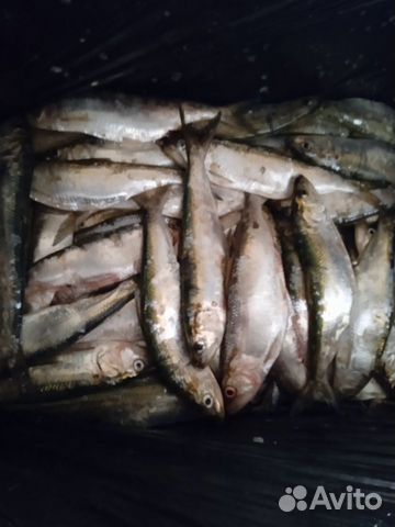 Свеже- мороженая донская селедка