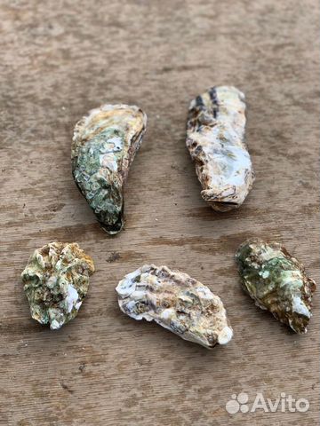 Устрицы Дальневосточные и живые моллюски