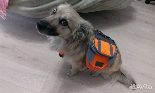 Рюкзак для собаки купить на Зозу.ру - фотография № 2