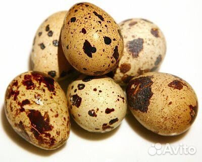 Перепелки инкубационные яйца купить на Зозу.ру - фотография № 1