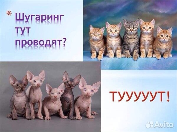 Приколы шугаринг картинки