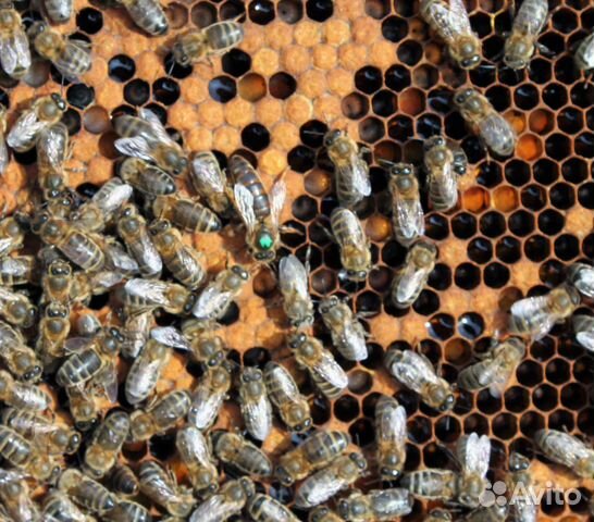 Пчелы, пчелиные семьи, отводки, матки, пчелопакеты купить на Зозу.ру - фотография № 2