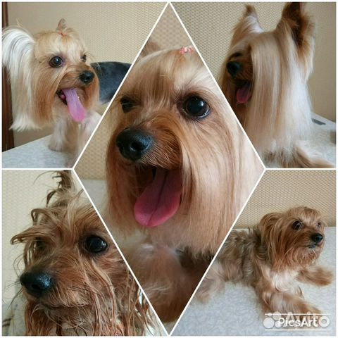 Стрижка собак и кошек