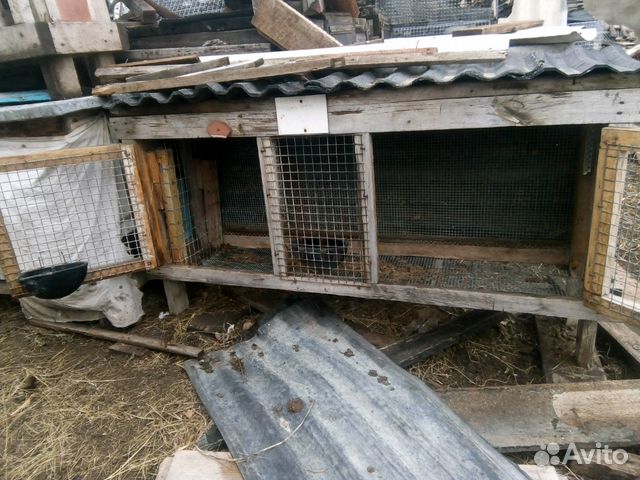 Клетки для кроликов