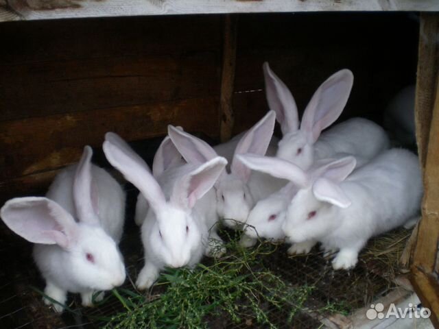 Кролики. Порода фландр купить на Зозу.ру - фотография № 1