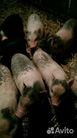 Поросята вьетнамских вислобрюхих свиней купить на Зозу.ру - фотография № 4