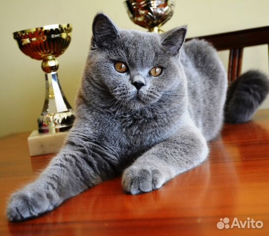 Коты на вязку и продажа котят купить на Зозу.ру - фотография № 7