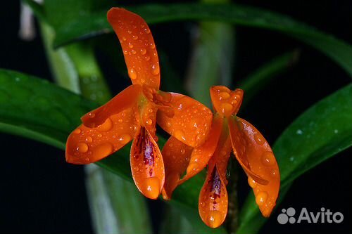 Орхидея Guarianthe aurantiaca