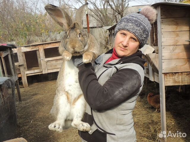 Кролики породы фландр и белый великан купить на Зозу.ру - фотография № 1