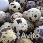 Перепелки, яйцо инкубационное, мясо птицы купить на Зозу.ру - фотография № 2