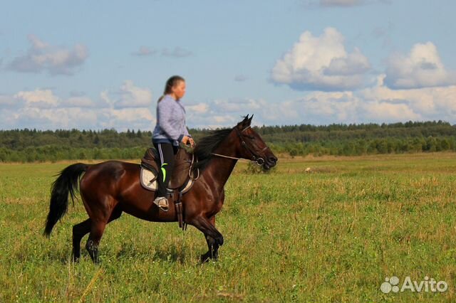 Лошадь русская рысистая купить на Зозу.ру - фотография № 4