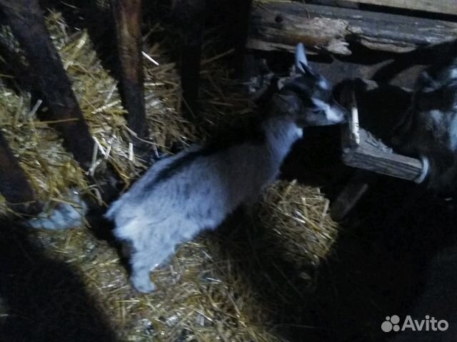 Продаю коз, козлят и козье молоко купить на Зозу.ру - фотография № 3