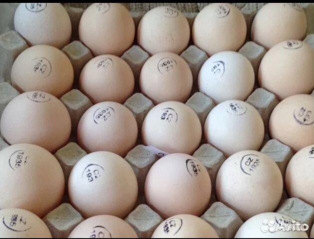 Инкубационное яйцо Кобб 500, цыплята купить на Зозу.ру - фотография № 1