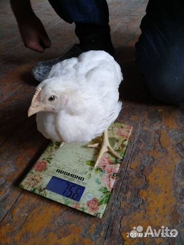Цыплята подрост купить на Зозу.ру - фотография № 4