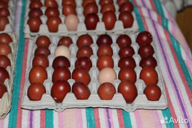 Инкубационное яйцо элитных кур купить на Зозу.ру - фотография № 5