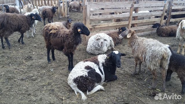Овцы, Бараны продаются 60 голосов