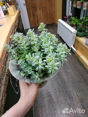 Каменный цветок седум Каменный цветок седум