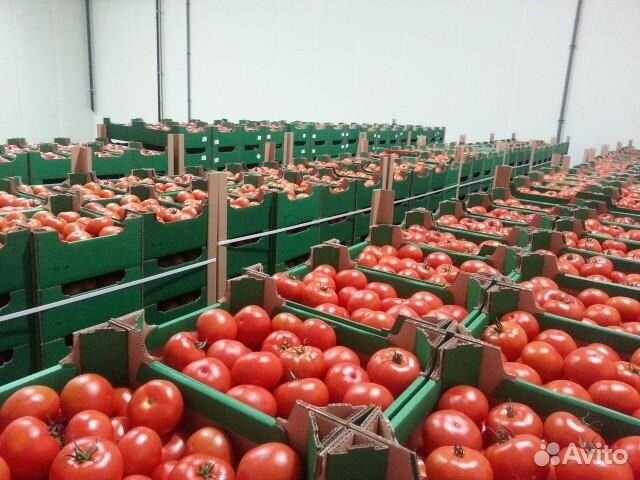Купить томаты от производителя. Помидоры в ящике. Помидоры склад. Помидоры фасованные. Хранение помидоров.