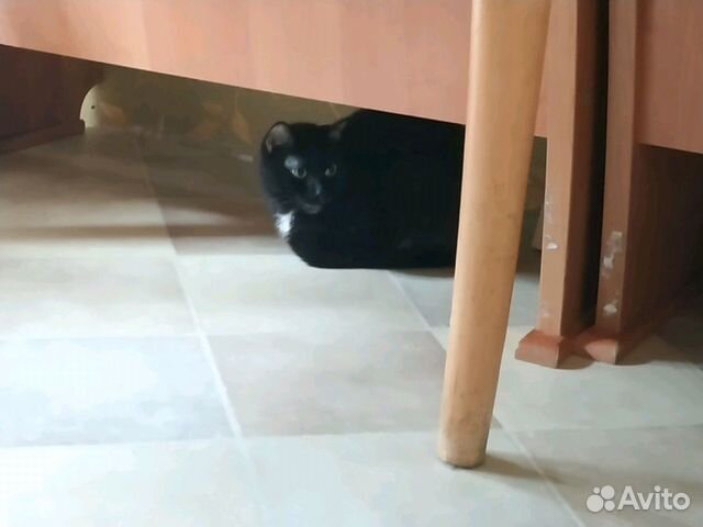 Кошка - Черная купить на Зозу.ру - фотография № 2