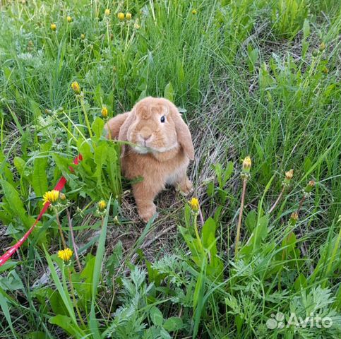 Карликовый вислоухий кролик с полным комплектом купить на Зозу.ру - фотография № 6