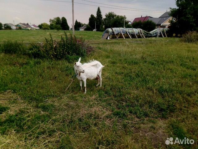 Высокоудойная коза купить на Зозу.ру - фотография № 3