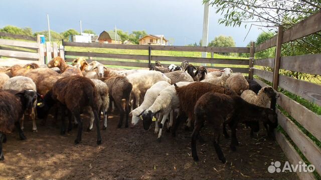 Овцы бараны купить на Зозу.ру - фотография № 4