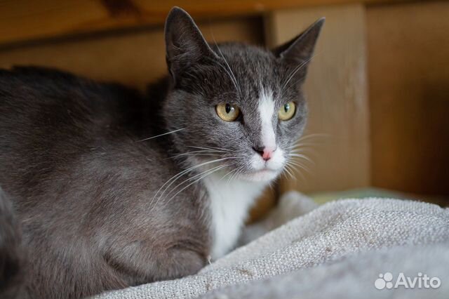 Сладкий Цукат