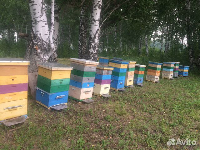 Пчёлопакеты Карника купить на Зозу.ру - фотография № 8