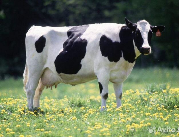 Беременные коровы породы" голштинская " купить на Зозу.ру - фотография № 2